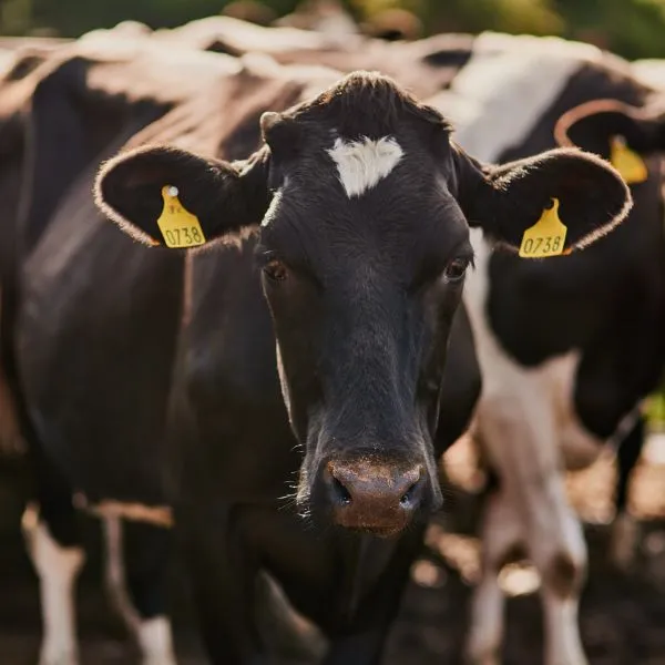 AI technologies in agritech and food production