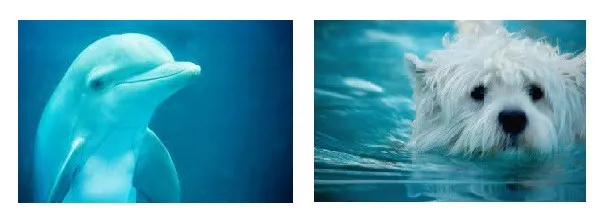 dolphin and a dog, both classified as a dolphin